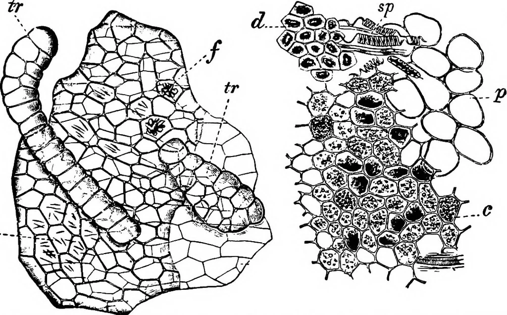 An illustration from The microscopy of vegetable foods : with special reference to the detection of adulteration and the diagnosis of mixtures, 1906, leaf 470