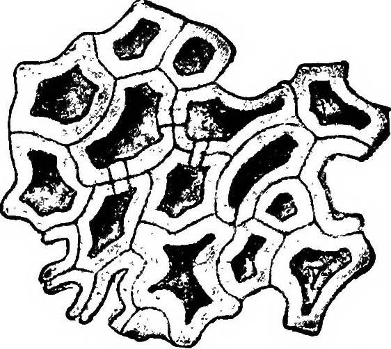 An illustration from The microscopy of vegetable foods : with special reference to the detection of adulteration and the diagnosis of mixtures, 1906, leaf 474