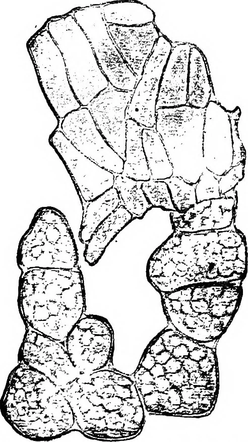An illustration from The microscopy of vegetable foods : with special reference to the detection of adulteration and the diagnosis of mixtures, 1906, leaf 474