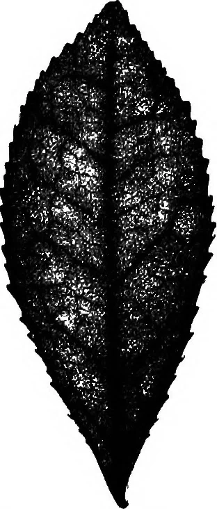 An illustration from The microscopy of vegetable foods : with special reference to the detection of adulteration and the diagnosis of mixtures, 1906, leaf 476