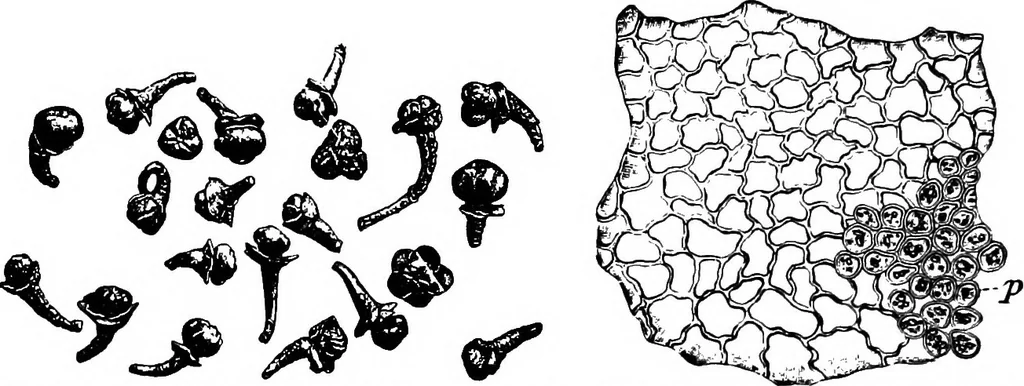An illustration from The microscopy of vegetable foods : with special reference to the detection of adulteration and the diagnosis of mixtures, 1906, leaf 477