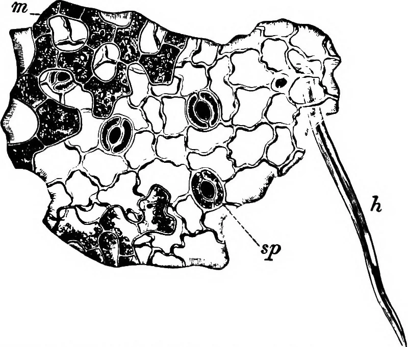 An illustration from The microscopy of vegetable foods : with special reference to the detection of adulteration and the diagnosis of mixtures, 1906, leaf 477