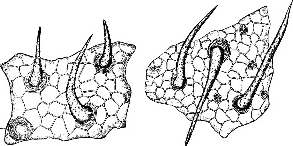 An illustration from The microscopy of vegetable foods : with special reference to the detection of adulteration and the diagnosis of mixtures, 1906, leaf 482