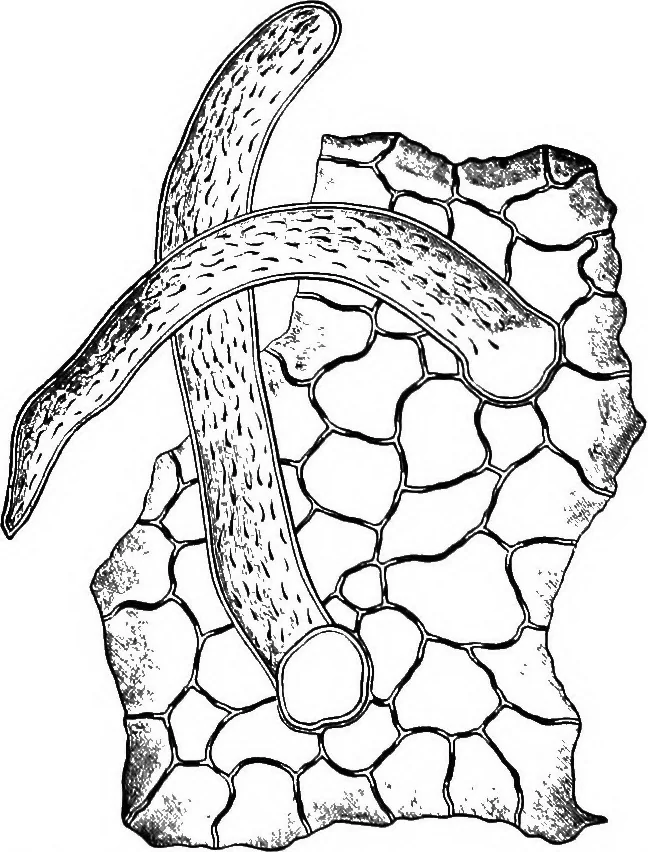An illustration from The microscopy of vegetable foods : with special reference to the detection of adulteration and the diagnosis of mixtures, 1906, leaf 483
