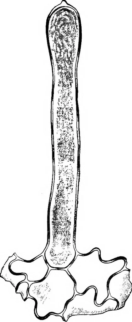 An illustration from The microscopy of vegetable foods : with special reference to the detection of adulteration and the diagnosis of mixtures, 1906, leaf 484
