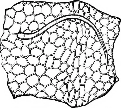 An illustration from The microscopy of vegetable foods : with special reference to the detection of adulteration and the diagnosis of mixtures, 1906, leaf 485
