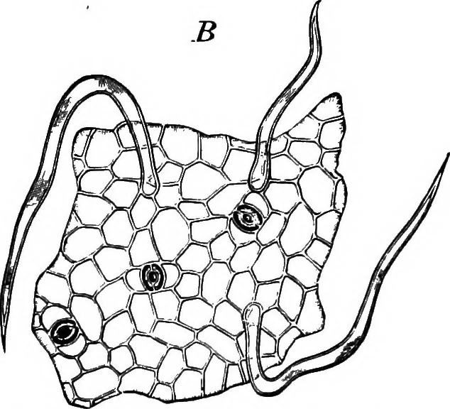 An illustration from The microscopy of vegetable foods : with special reference to the detection of adulteration and the diagnosis of mixtures, 1906, leaf 485