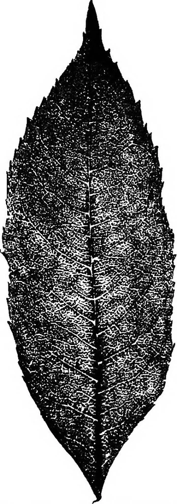 An illustration from The microscopy of vegetable foods : with special reference to the detection of adulteration and the diagnosis of mixtures, 1906, leaf 486