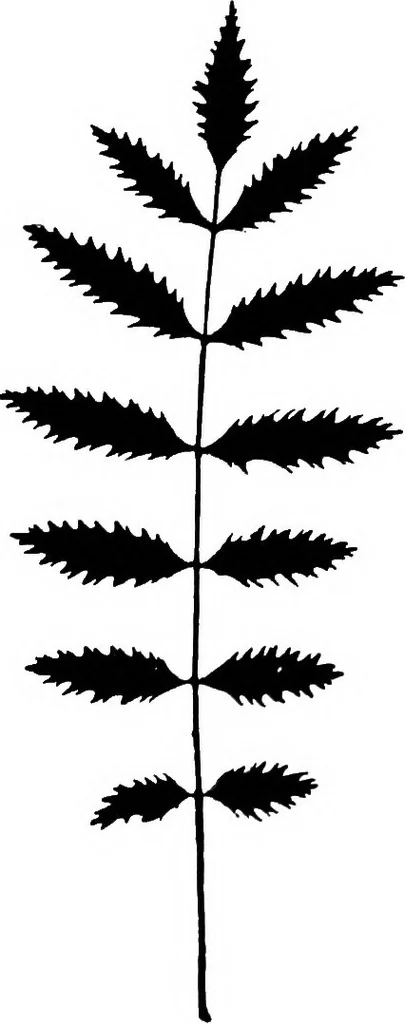 An illustration from The microscopy of vegetable foods : with special reference to the detection of adulteration and the diagnosis of mixtures, 1906, leaf 487