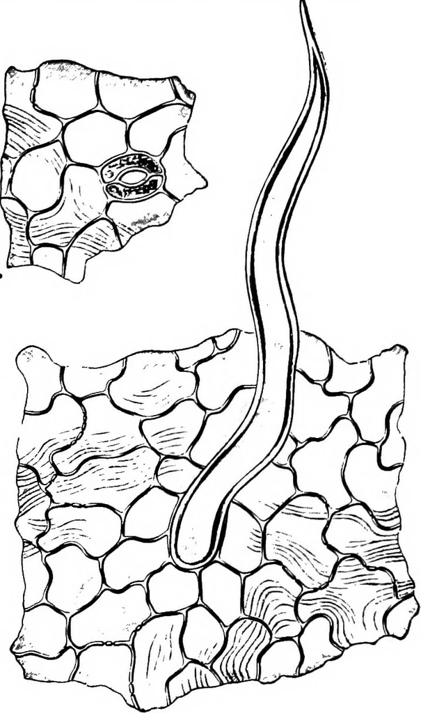 An illustration from The microscopy of vegetable foods : with special reference to the detection of adulteration and the diagnosis of mixtures, 1906, leaf 487