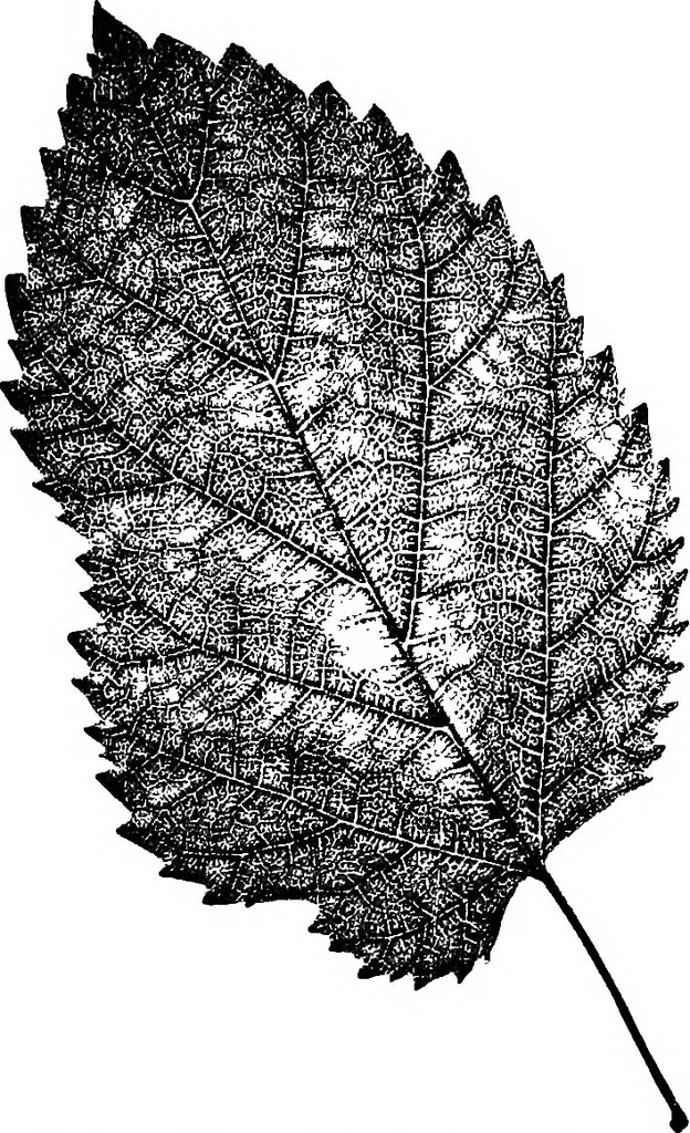 An illustration from The microscopy of vegetable foods : with special reference to the detection of adulteration and the diagnosis of mixtures, 1906, leaf 488