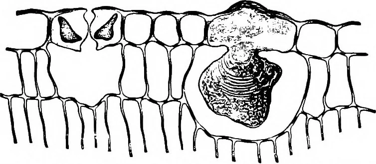 An illustration from The microscopy of vegetable foods : with special reference to the detection of adulteration and the diagnosis of mixtures, 1906, leaf 488