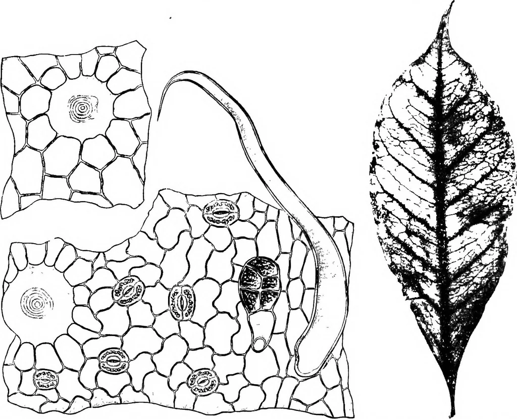 An illustration from The microscopy of vegetable foods : with special reference to the detection of adulteration and the diagnosis of mixtures, 1906, leaf 489