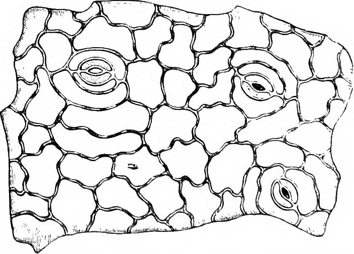 An illustration from The microscopy of vegetable foods : with special reference to the detection of adulteration and the diagnosis of mixtures, 1906, leaf 489
