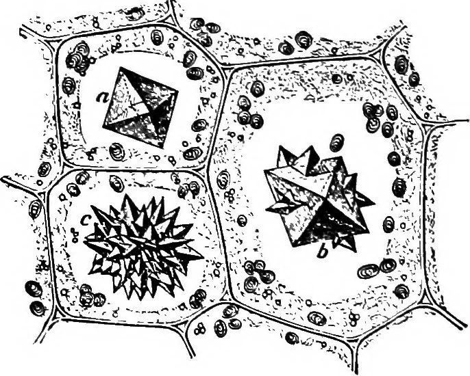 An illustration from The microscopy of vegetable foods : with special reference to the detection of adulteration and the diagnosis of mixtures, 1906, leaf 49