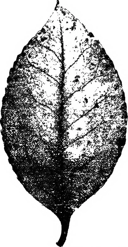An illustration from The microscopy of vegetable foods : with special reference to the detection of adulteration and the diagnosis of mixtures, 1906, leaf 490