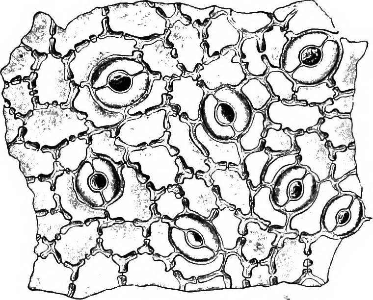 An illustration from The microscopy of vegetable foods : with special reference to the detection of adulteration and the diagnosis of mixtures, 1906, leaf 491