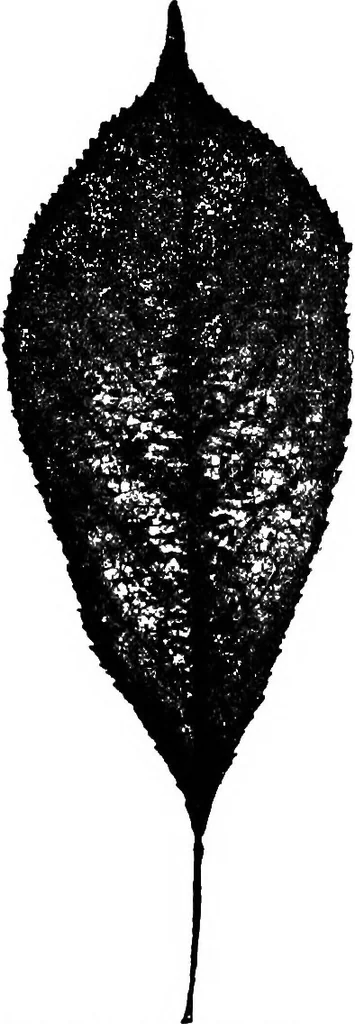 An illustration from The microscopy of vegetable foods : with special reference to the detection of adulteration and the diagnosis of mixtures, 1906, leaf 491