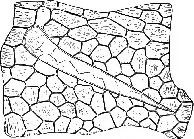 An illustration from The microscopy of vegetable foods : with special reference to the detection of adulteration and the diagnosis of mixtures, 1906, leaf 491