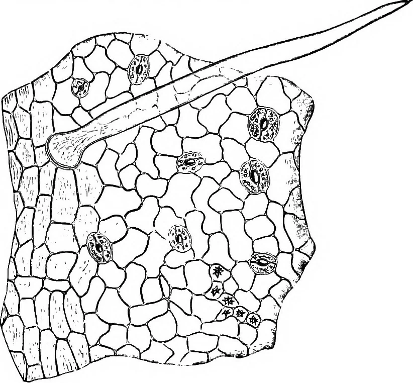 An illustration from The microscopy of vegetable foods : with special reference to the detection of adulteration and the diagnosis of mixtures, 1906, leaf 492