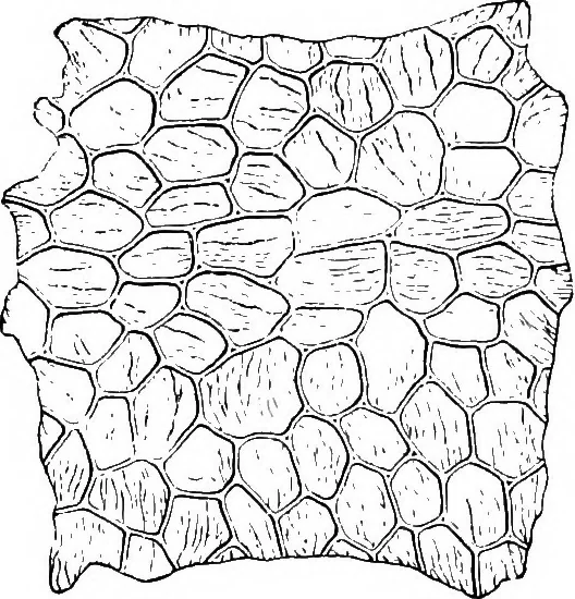 An illustration from The microscopy of vegetable foods : with special reference to the detection of adulteration and the diagnosis of mixtures, 1906, leaf 493