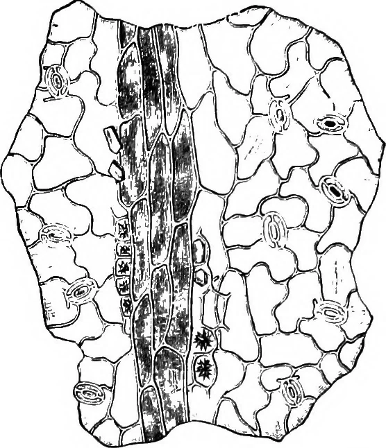An illustration from The microscopy of vegetable foods : with special reference to the detection of adulteration and the diagnosis of mixtures, 1906, leaf 493