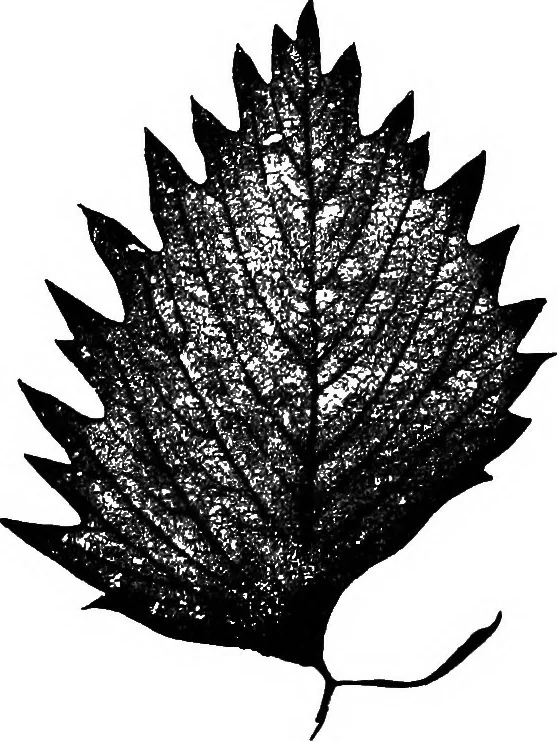 An illustration from The microscopy of vegetable foods : with special reference to the detection of adulteration and the diagnosis of mixtures, 1906, leaf 494