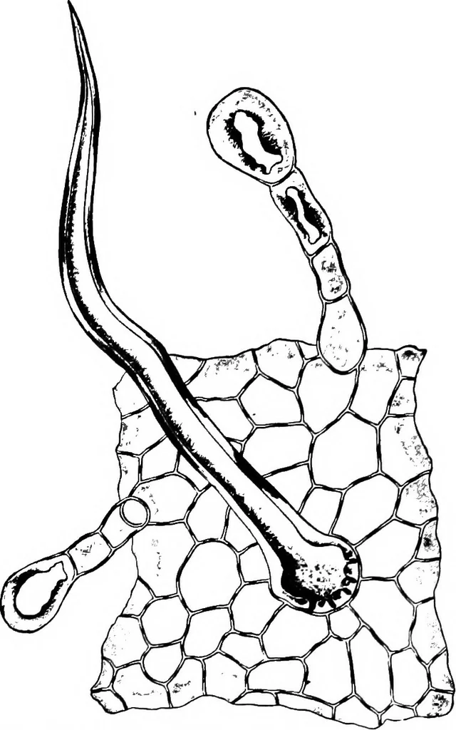 An illustration from The microscopy of vegetable foods : with special reference to the detection of adulteration and the diagnosis of mixtures, 1906, leaf 495
