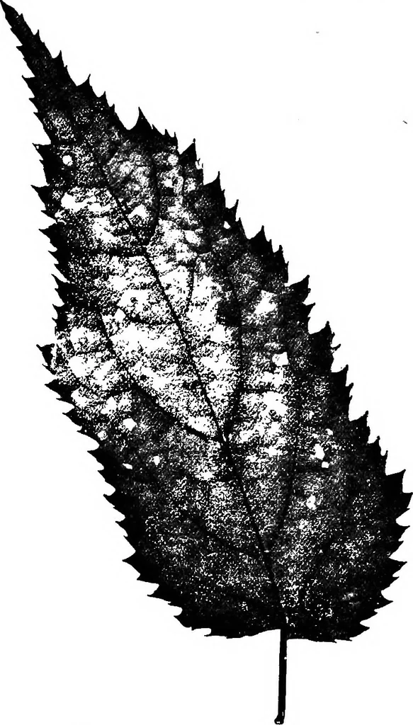 An illustration from The microscopy of vegetable foods : with special reference to the detection of adulteration and the diagnosis of mixtures, 1906, leaf 496