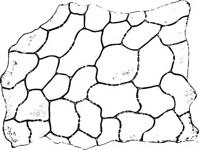 An illustration from The microscopy of vegetable foods : with special reference to the detection of adulteration and the diagnosis of mixtures, 1906, leaf 497