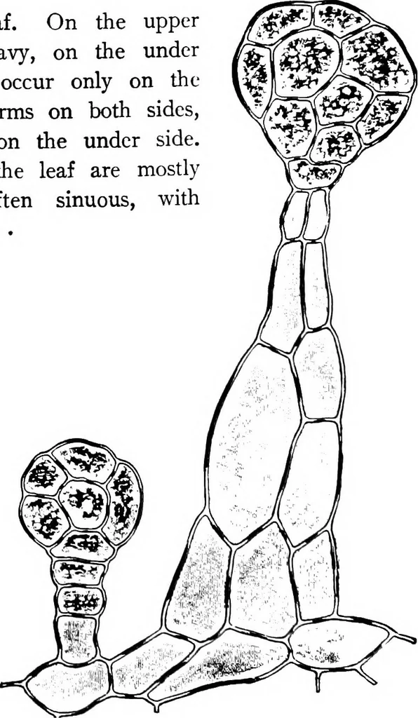 An illustration from The microscopy of vegetable foods : with special reference to the detection of adulteration and the diagnosis of mixtures, 1906, leaf 497