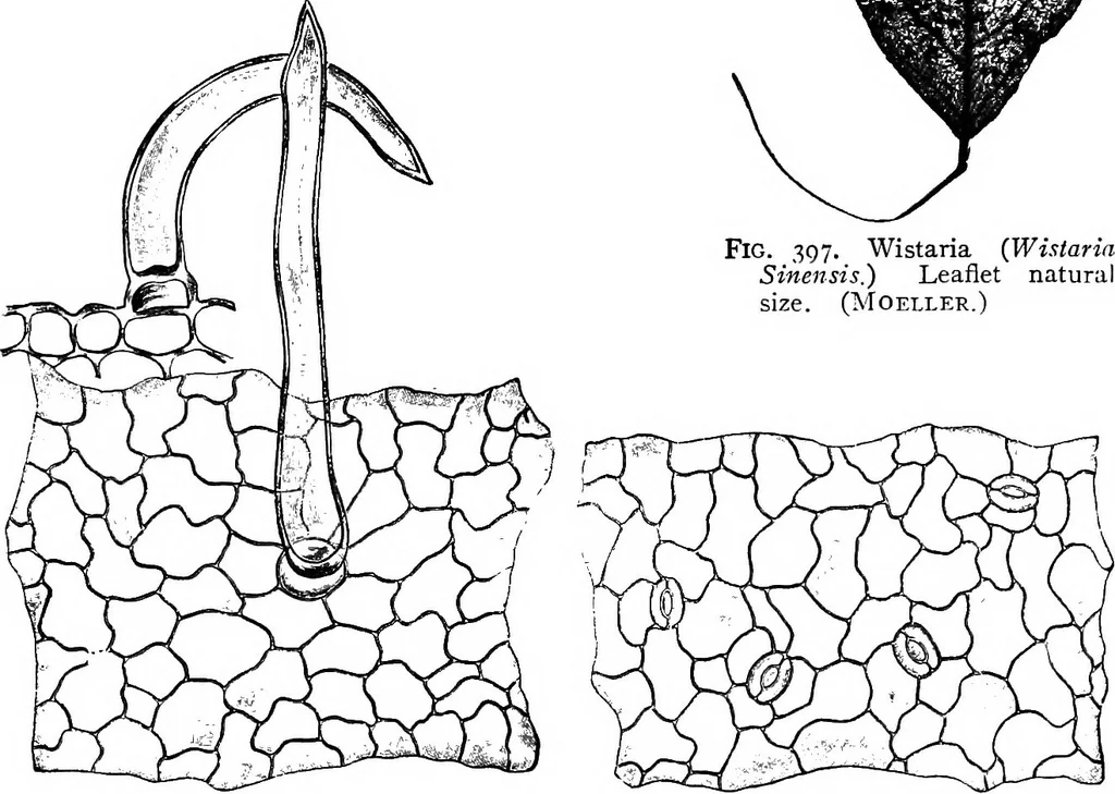 An illustration from The microscopy of vegetable foods : with special reference to the detection of adulteration and the diagnosis of mixtures, 1906, leaf 498