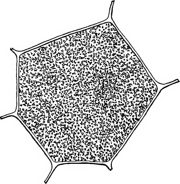 An illustration from The microscopy of vegetable foods : with special reference to the detection of adulteration and the diagnosis of mixtures, 1906, leaf 50