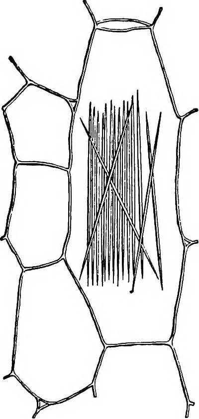 An illustration from The microscopy of vegetable foods : with special reference to the detection of adulteration and the diagnosis of mixtures, 1906, leaf 50