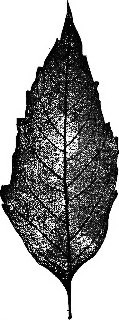 An illustration from The microscopy of vegetable foods : with special reference to the detection of adulteration and the diagnosis of mixtures, 1906, leaf 500