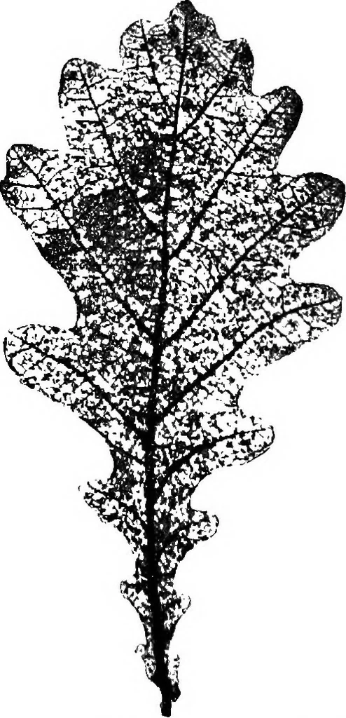 An illustration from The microscopy of vegetable foods : with special reference to the detection of adulteration and the diagnosis of mixtures, 1906, leaf 501