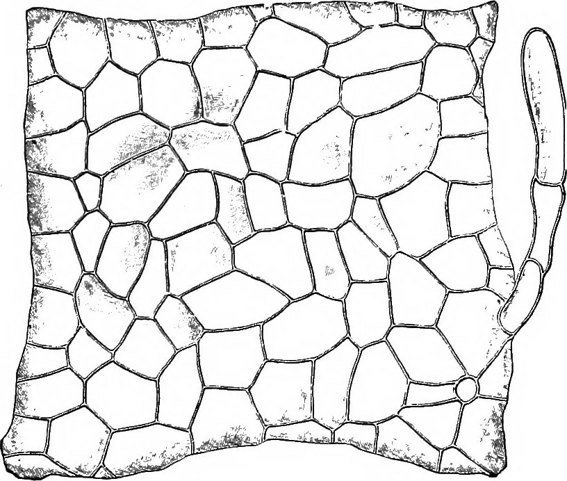 An illustration from The microscopy of vegetable foods : with special reference to the detection of adulteration and the diagnosis of mixtures, 1906, leaf 502