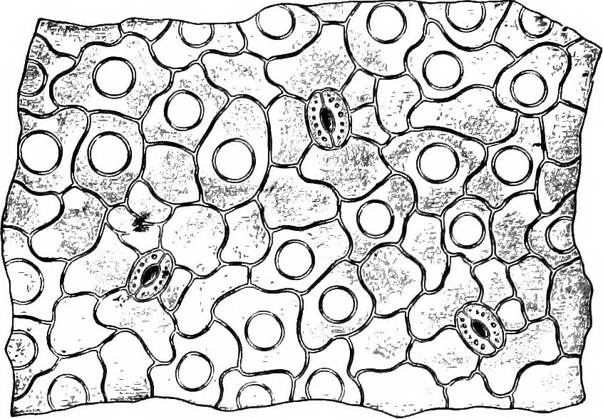 An illustration from The microscopy of vegetable foods : with special reference to the detection of adulteration and the diagnosis of mixtures, 1906, leaf 503