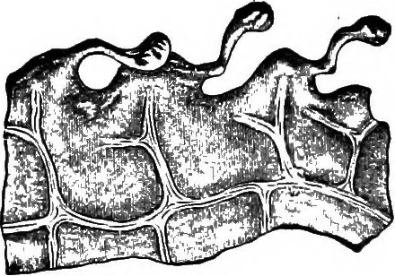 An illustration from The microscopy of vegetable foods : with special reference to the detection of adulteration and the diagnosis of mixtures, 1906, leaf 503