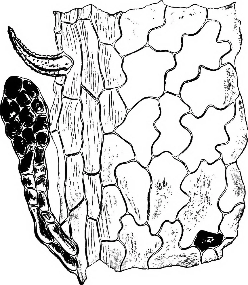 An illustration from The microscopy of vegetable foods : with special reference to the detection of adulteration and the diagnosis of mixtures, 1906, leaf 504