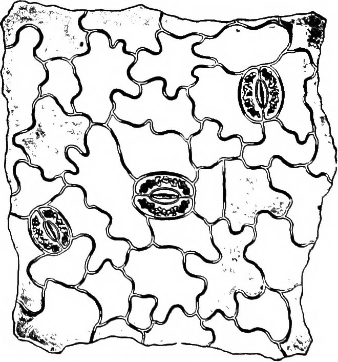 An illustration from The microscopy of vegetable foods : with special reference to the detection of adulteration and the diagnosis of mixtures, 1906, leaf 505