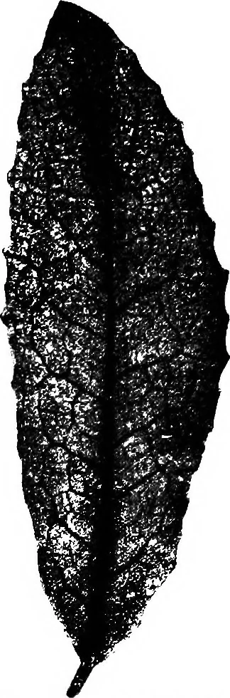 An illustration from The microscopy of vegetable foods : with special reference to the detection of adulteration and the diagnosis of mixtures, 1906, leaf 506