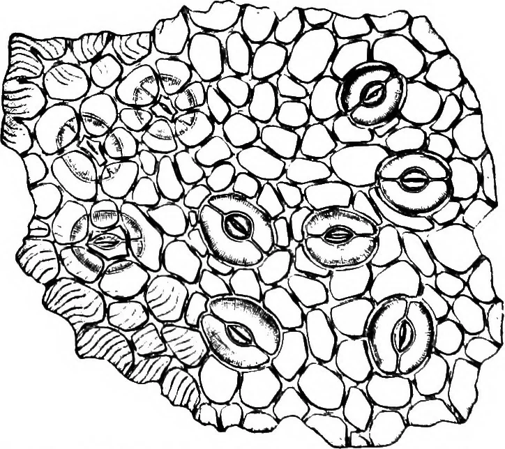 An illustration from The microscopy of vegetable foods : with special reference to the detection of adulteration and the diagnosis of mixtures, 1906, leaf 507