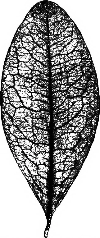 An illustration from The microscopy of vegetable foods : with special reference to the detection of adulteration and the diagnosis of mixtures, 1906, leaf 508