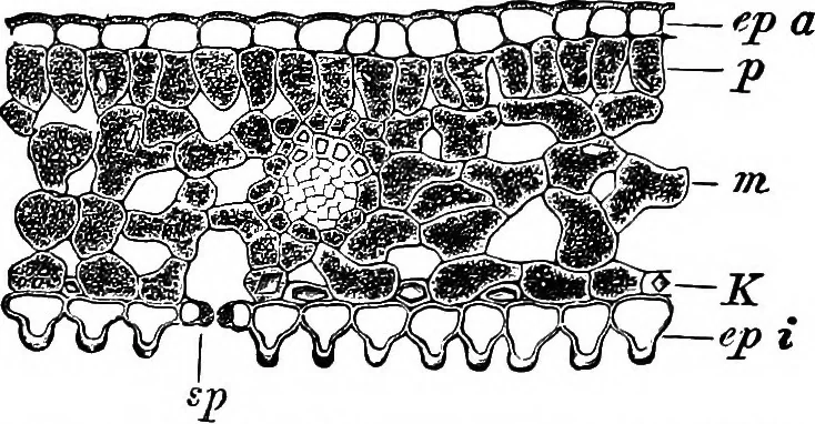 An illustration from The microscopy of vegetable foods : with special reference to the detection of adulteration and the diagnosis of mixtures, 1906, leaf 508