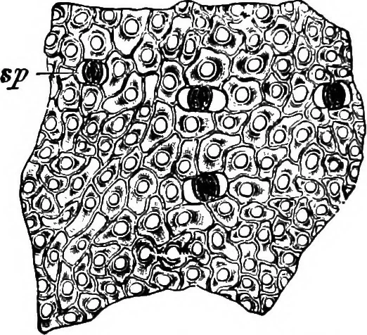 An illustration from The microscopy of vegetable foods : with special reference to the detection of adulteration and the diagnosis of mixtures, 1906, leaf 509