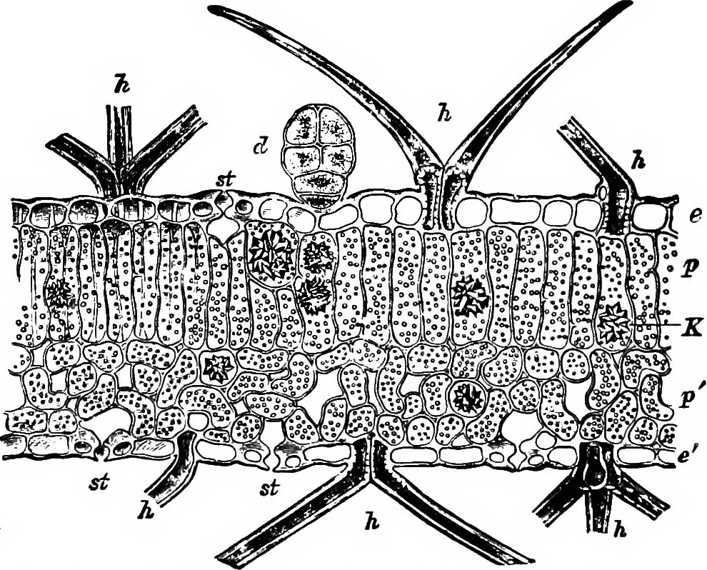 An illustration from The microscopy of vegetable foods : with special reference to the detection of adulteration and the diagnosis of mixtures, 1906, leaf 51