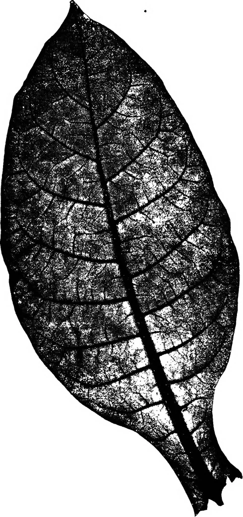 An illustration from The microscopy of vegetable foods : with special reference to the detection of adulteration and the diagnosis of mixtures, 1906, leaf 510