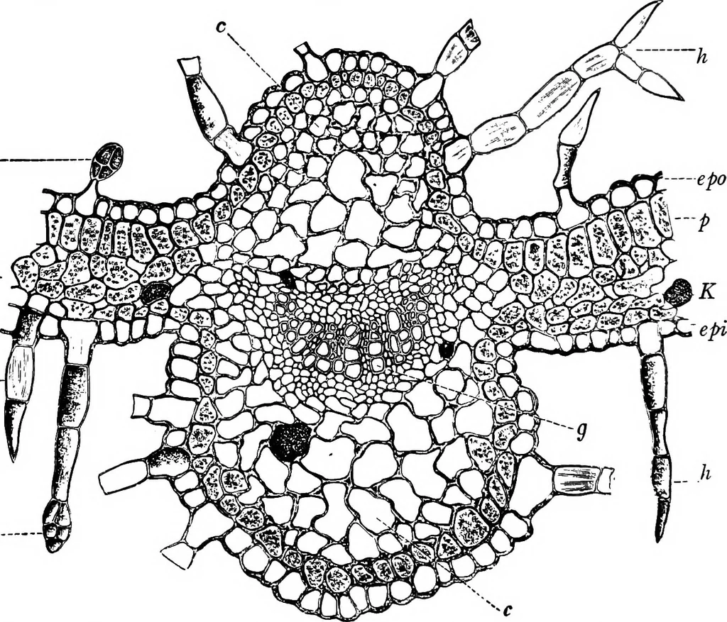 An illustration from The microscopy of vegetable foods : with special reference to the detection of adulteration and the diagnosis of mixtures, 1906, leaf 511