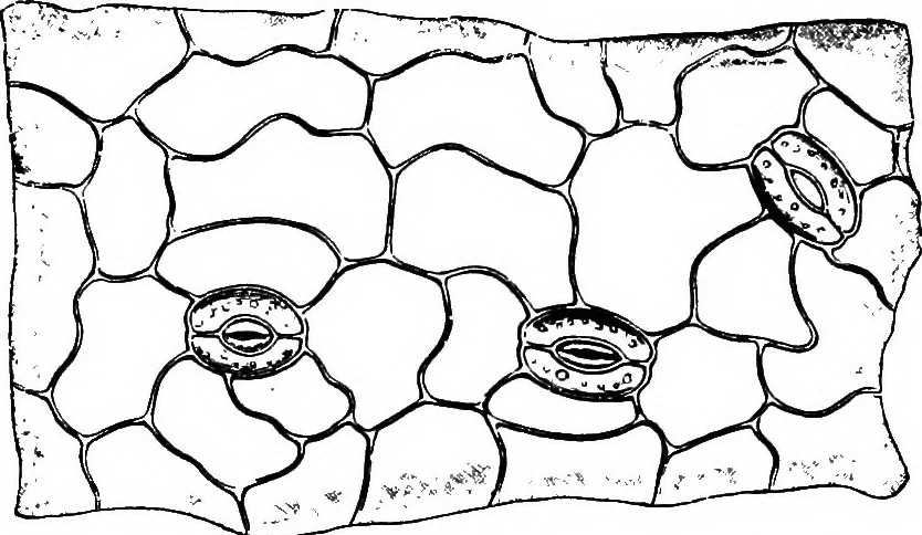 An illustration from The microscopy of vegetable foods : with special reference to the detection of adulteration and the diagnosis of mixtures, 1906, leaf 52